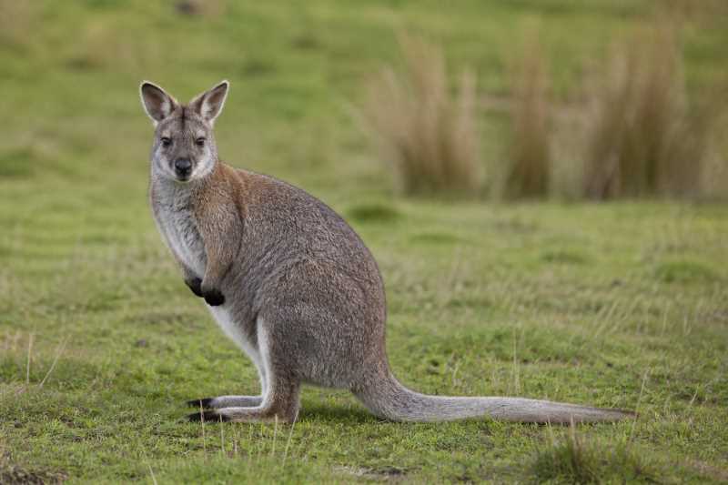Image of a Toolache Wallaby in its natural habitat