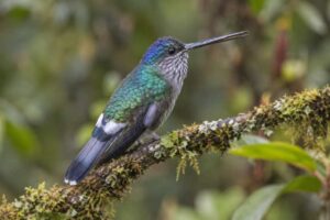 Image of a Tooth-billed Hummingbird in its natural habitat