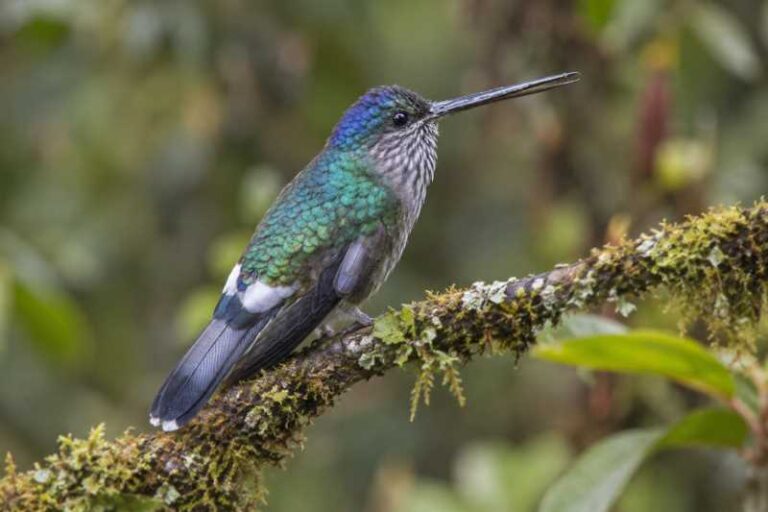 Image of a Tooth-billed Hummingbird in its natural habitat