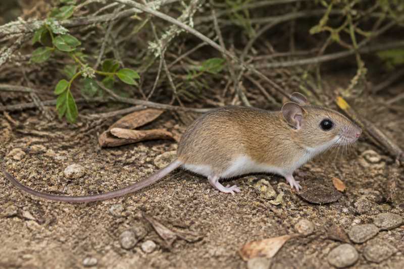 Image of a Totontepec Deermouse in its natural habitat