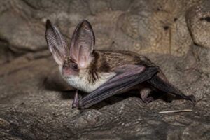 Image of a Townsend's Big-eared Bat in its natural habitat