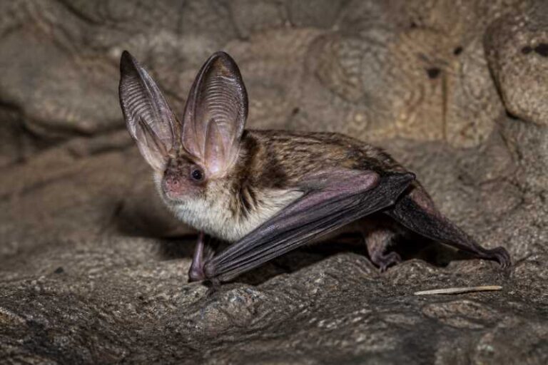 Image of a Townsend's Big-eared Bat in its natural habitat