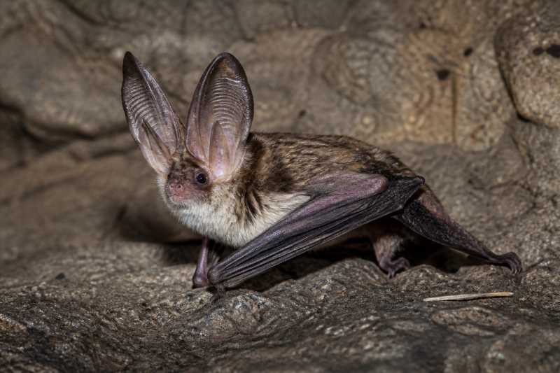 Image of a Townsend's Big-eared Bat in its natural habitat