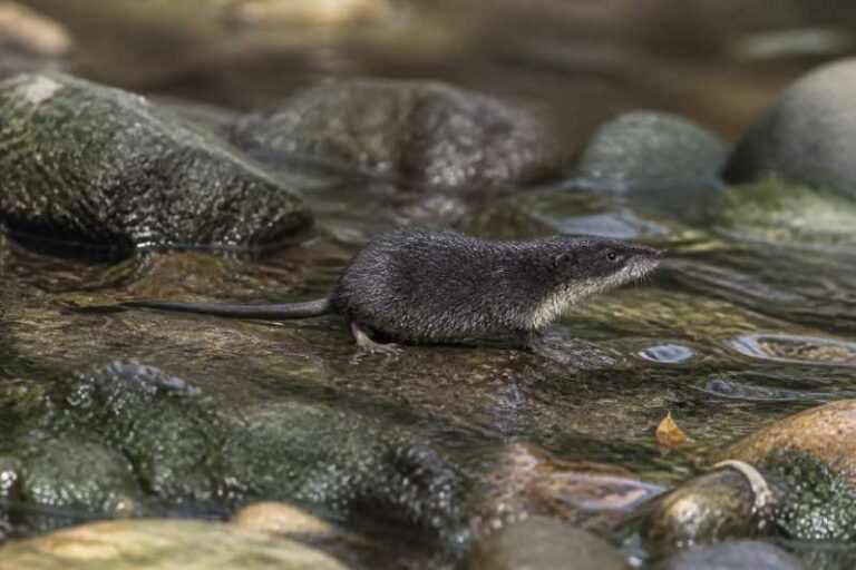 Image of a Transcaucasian Water Shrew in its natural habitat