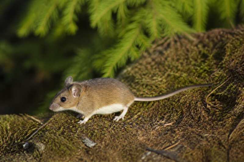 Image of a Transvolcanic Deermouse in its natural habitat