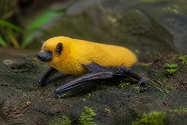 Image of a Trujillo's Yellow Bat in its natural habitat