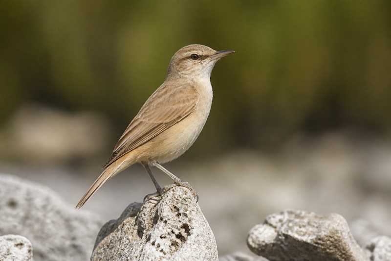Image of a Tuamotu Reed Warbler in its natural habitat