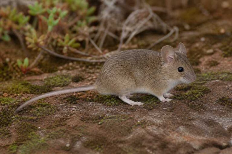 Image of a Tullberg's Soft-furred Mouse in its natural habitat
