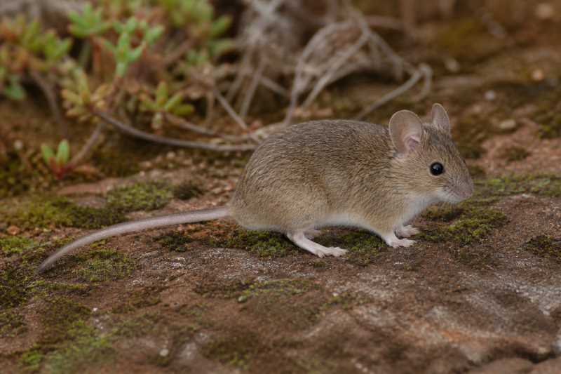 Image of a Tullberg's Soft-furred Mouse in its natural habitat