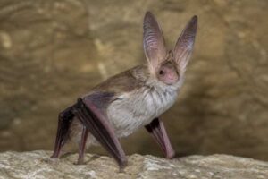 Image of a Turkestani Long-eared Bat in its natural habitat