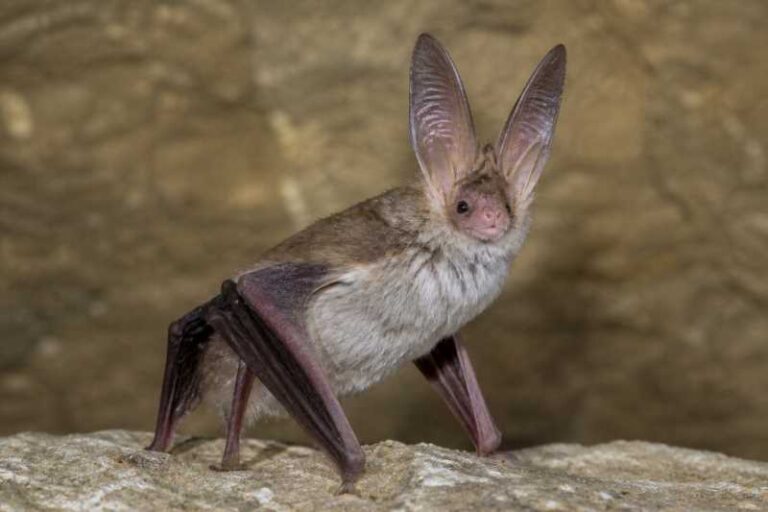 Image of a Turkestani Long-eared Bat in its natural habitat