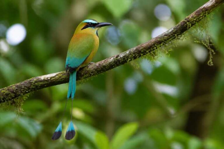 Image of a Turquoise-browed Motmot in its natural habitat