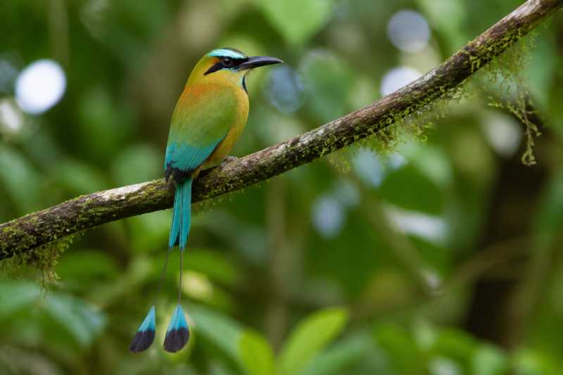 Image of a Turquoise-browed Motmot in its natural habitat