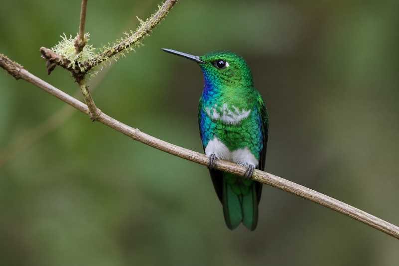 Image of a Turquoise-throated Puffleg in its natural habitat