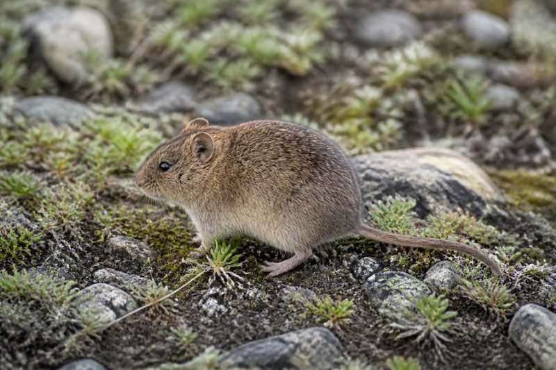 Image of a Tuva Mountain Vole in its natural habitat