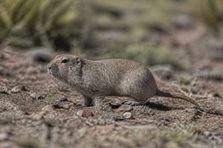 Image of a Uco Tuco-tuco in its natural habitat