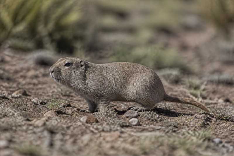 Image of a Uco Tuco-tuco in its natural habitat