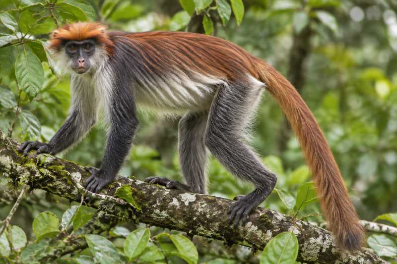 Image of a Udzungwa Red Colobus in its natural habitat