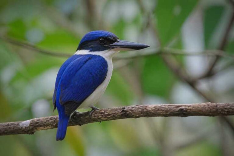 Image of a Ultramarine Kingfisher in its natural habitat