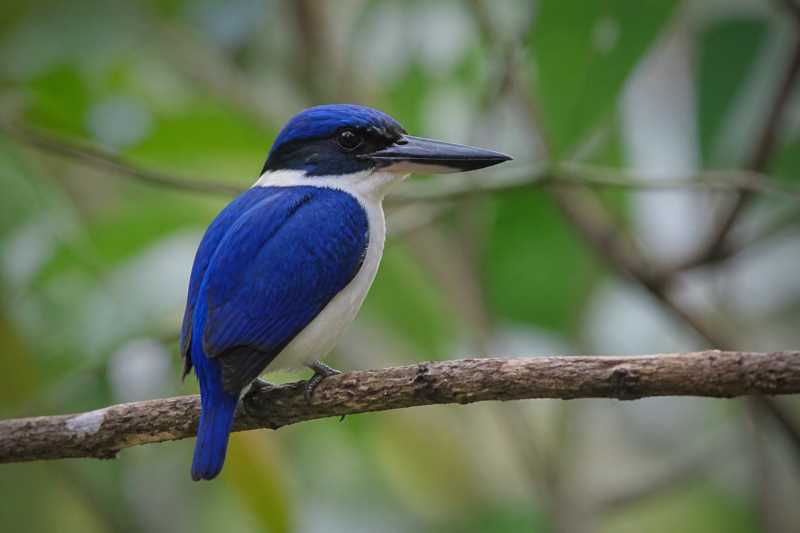 Image of a Ultramarine Kingfisher in its natural habitat