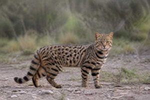 Image of a Uruguayan Colocolo in its natural habitat