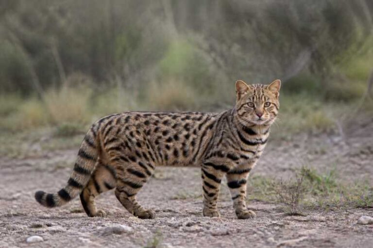 Image of a Uruguayan Colocolo in its natural habitat