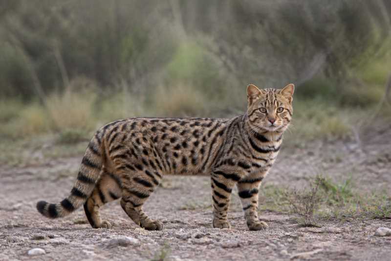 Image of a Uruguayan Colocolo in its natural habitat