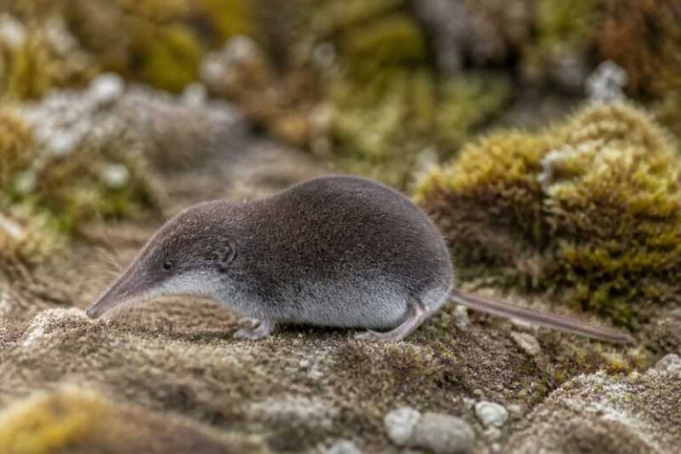 Image of a Valais Shrew in its natural habitat