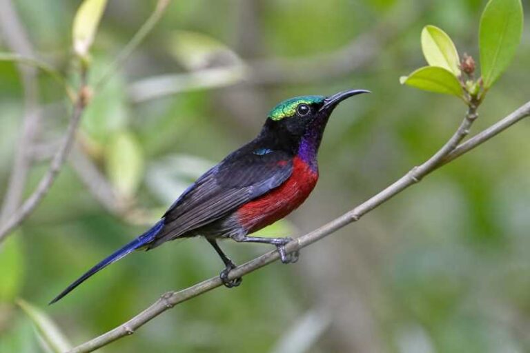 Image of a Van Hasselt's Sunbird in its natural habitat