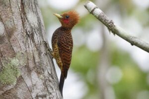 Image of a Variable Woodpecker in its natural habitat