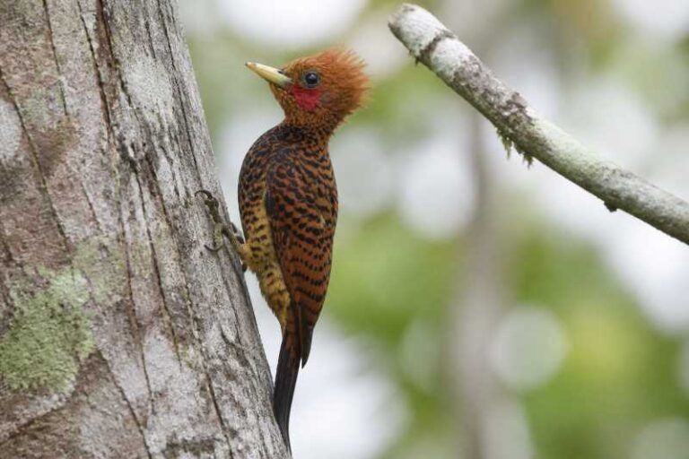 Image of a Variable Woodpecker in its natural habitat