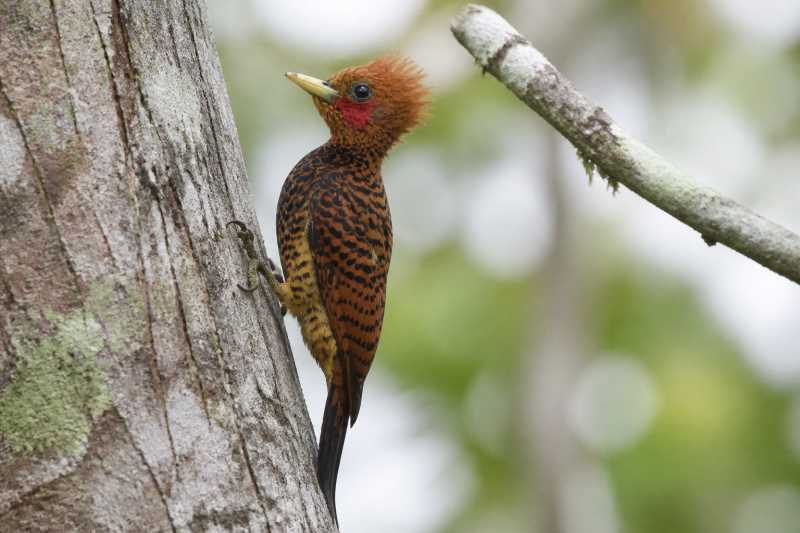 Image of a Variable Woodpecker in its natural habitat