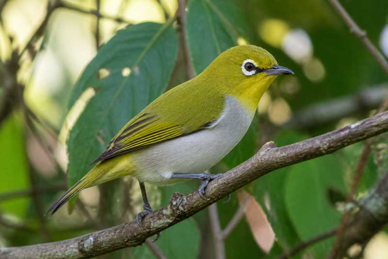 Image of a Vella Lavella White-eye in its natural habitat