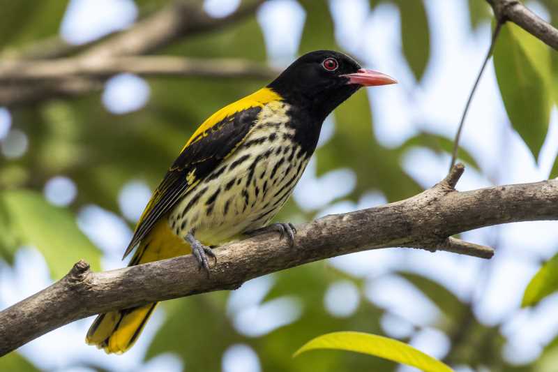Image of a Ventriloquial Oriole in its natural habitat