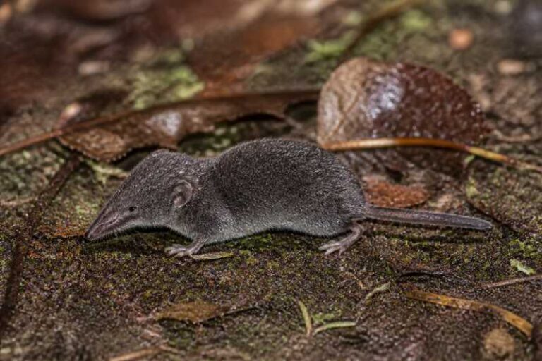 Image of a Veracruz Shrew in its natural habitat