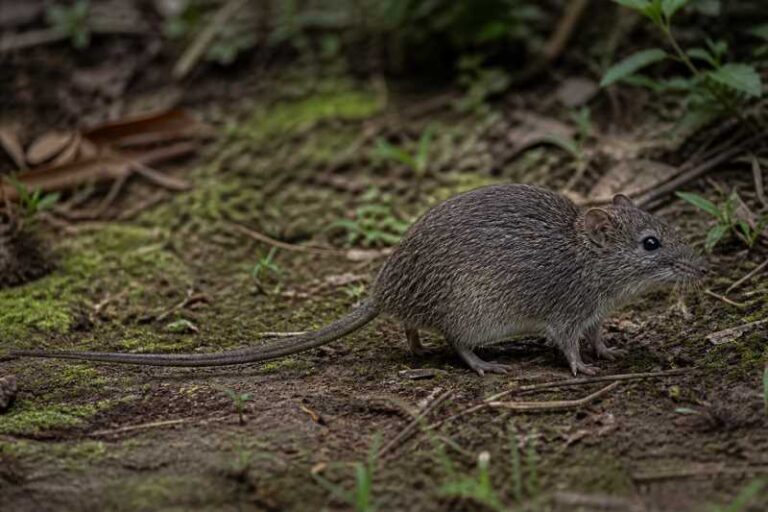Image of a Verhagen's Brush-furred Rat in its natural habitat