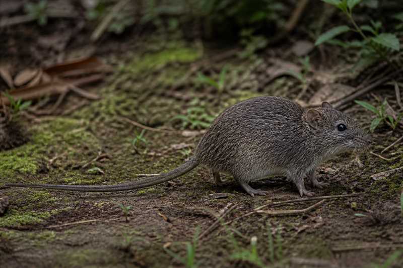 Image of a Verhagen's Brush-furred Rat in its natural habitat