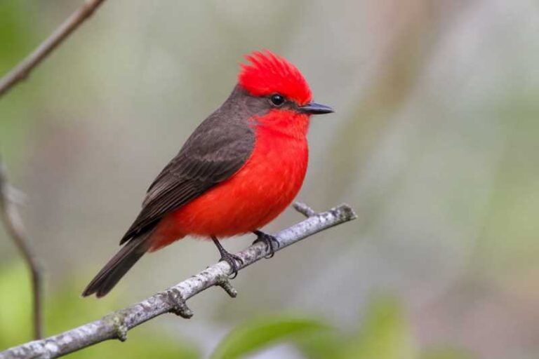 Image of a Vermilion Flycatcher in its natural habitat