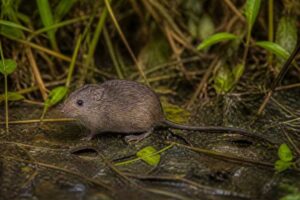 Image of a Verschuren's Swamp Mouse in its natural habitat
