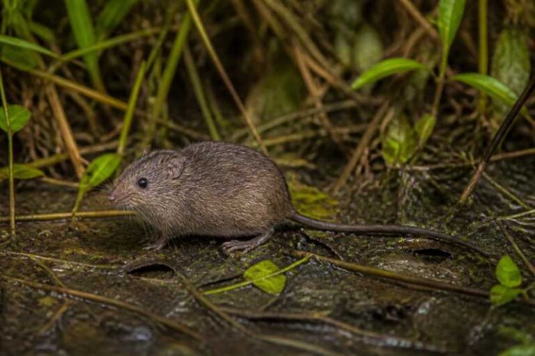 Image of a Verschuren's Swamp Mouse in its natural habitat