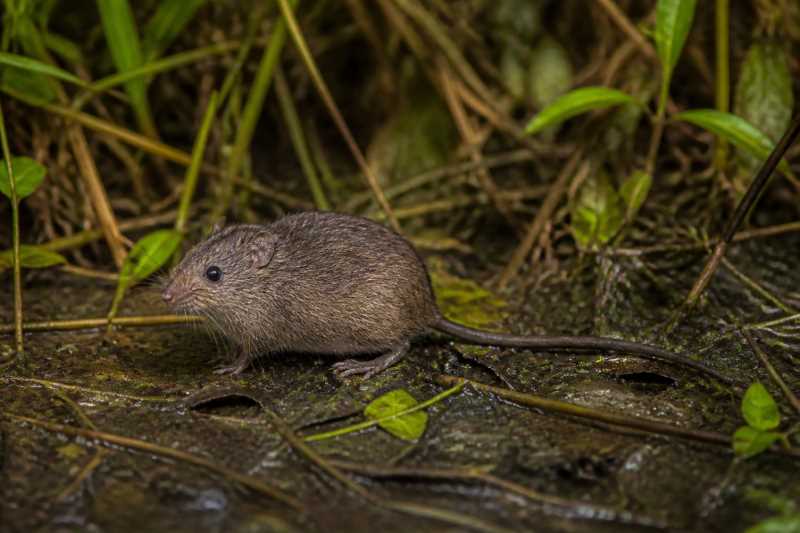 Image of a Verschuren's Swamp Mouse in its natural habitat