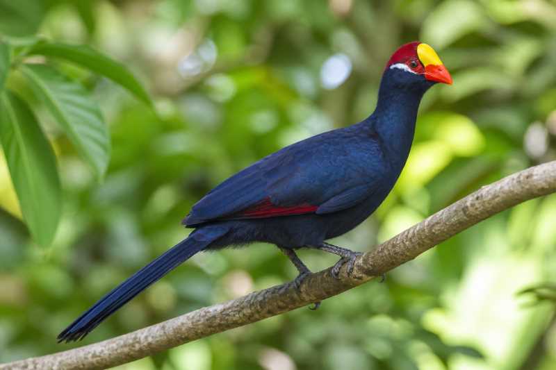 Image of a Violet Turaco in its natural habitat