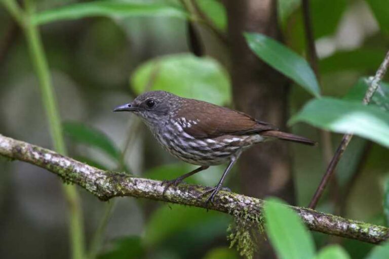 Image of a Visayan Rhabdornis in its natural habitat