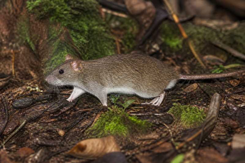 Image of a Vogelkop Mountain Rat in its natural habitat