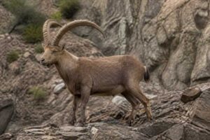Image of a Walia Ibex in its natural habitat