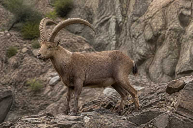 Image of a Walia Ibex in its natural habitat