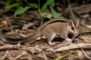 Image of a Wallace's Three-striped Dasyure in its natural habitat