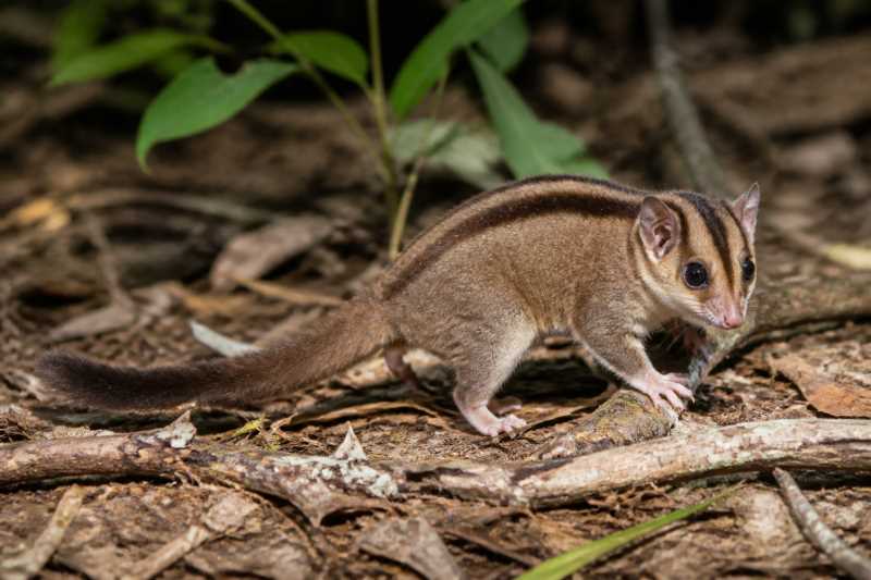 Image of a Wallace's Three-striped Dasyure in its natural habitat