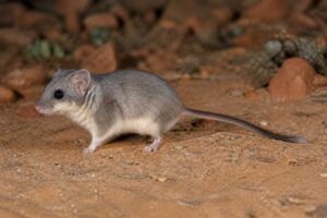 Image of a Walter Verheyen's African Dormouse in its natural habitat