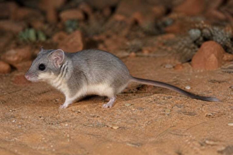 Image of a Walter Verheyen's African Dormouse in its natural habitat